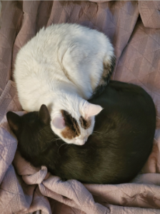 Kirsten Fossen