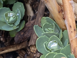 Live Your  Freedom Day LLC